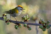 Sommergoldhähnchen