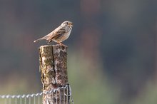 Grauammer (Miliaria calandra)