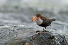 Wasseramsel mit Nistmaterial