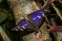 Kleiner Schillerfalter, Apatura ilia