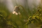 Nach dem Regen