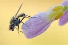 Raureif, Wiesenschaum, Fliege