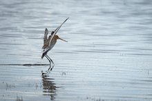 Wasserballet