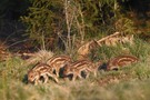 Glücksfall oder Schwein gehabt