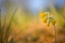 Primula veris