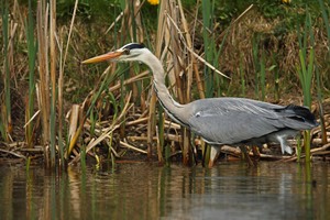 Auf der Jagd