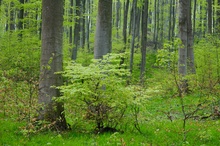 "Jetzt geh' ich durch einen grasgrühünehen Wald..."