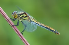 Black darter