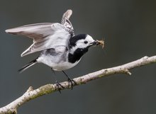 Mahlzeit