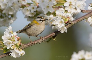 Kirschblüte