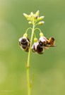 Wiesenschaumkraut, Wildbienen