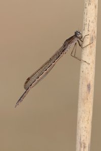 Sympecma paedisca