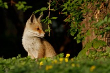 Der Fuchs im Großstadtrevier Welpe ca 8 Wo.