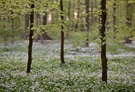 Abends im Auwald