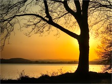 Baum am See