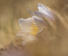 Verborgen in der Natur