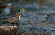 Wasseramsel