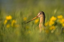 Uferschnepfe im Habitat