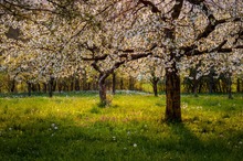 Frühling im Kirschenhain