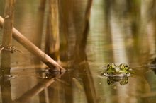 Teichfrosch aus dem Berliner Umland