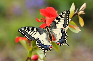 Schwalbenschwanz (Papilio machaon)