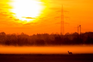 ~ Morgens im Moor ~