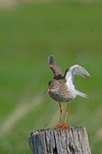 Rotschenkel sind im Binnenland ziemlich selten geworden.