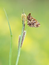 Boloria dia