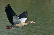 Nilgans