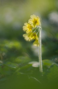 Schlüsselblume im Gegenlicht