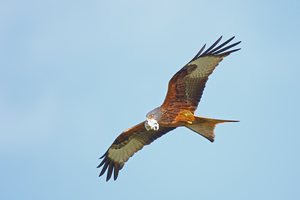 Papierflieger