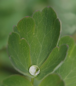 Regenperle