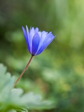 Grecian windflower