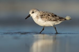 Sanderling