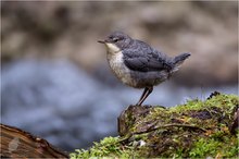 ...white-throated dipper-junior