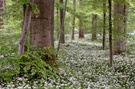 In voller Blüte