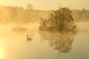 Goldene Morgenruhe