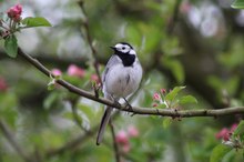 Bachstelze im Baum