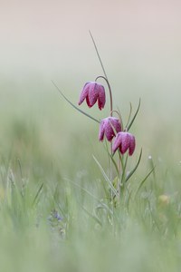 Schachblume (Fritillaria meleagris)