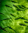 Fischschwarm ...