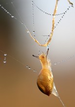 Bernsteinschnecke beim Drahtseilakt