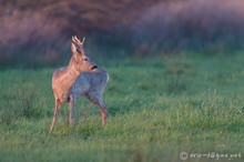 Abendlicher Rehbock