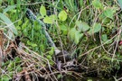 Schlange frisst Frosch