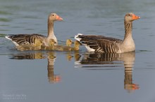 Familienfoto