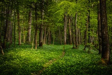 Im Bärlauchwald