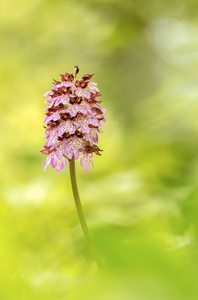 Orchis purpurea