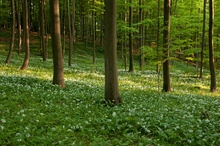 Maigrün & Bärlauch