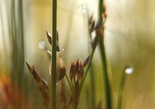 Schnecke im Tautropfenland