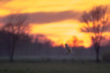 Ihr Jagdgebiet im Sonnenuntergang