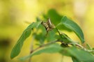 Fliederspanner (Apeira syringaria)